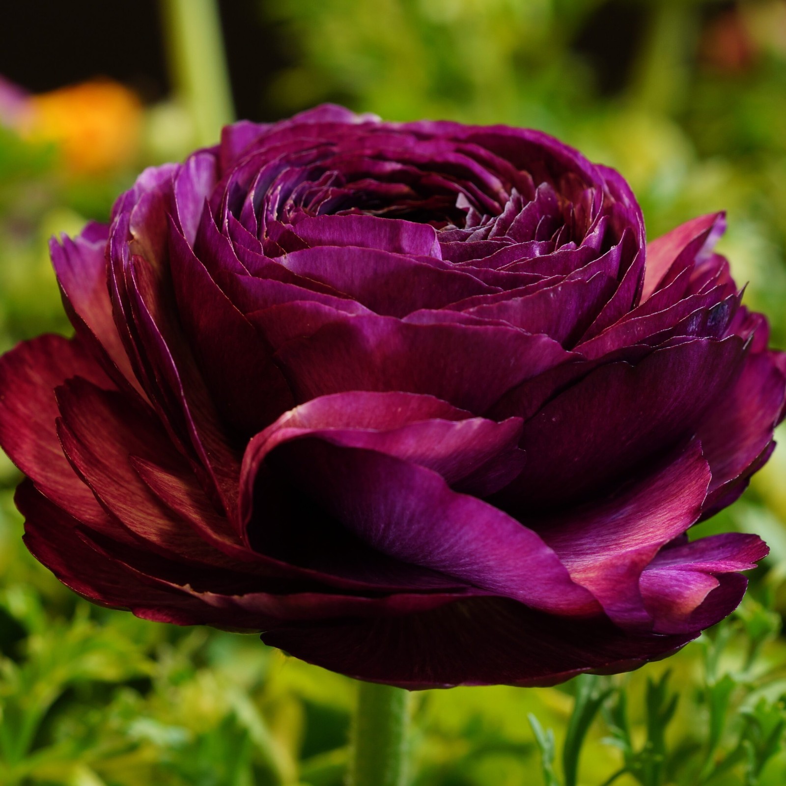 Ranunculus Flower Bulbs 15 Aviv Purple Corms Peony Rose Wedding Flowers Planting