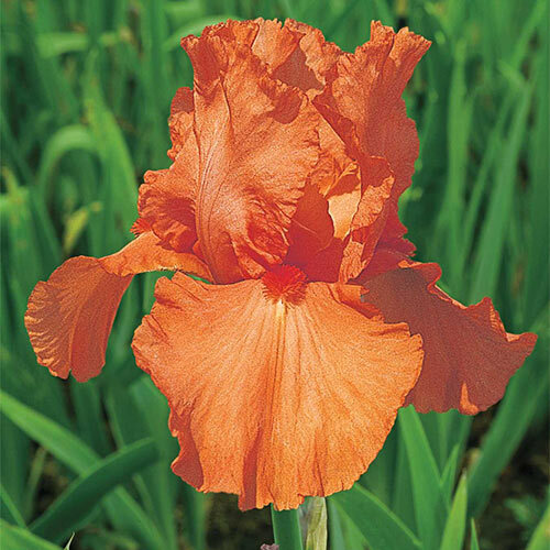 Sun Devil Bicolor Bearded Iris Rhizome, Yellow & Purple Flowering Plant, Root