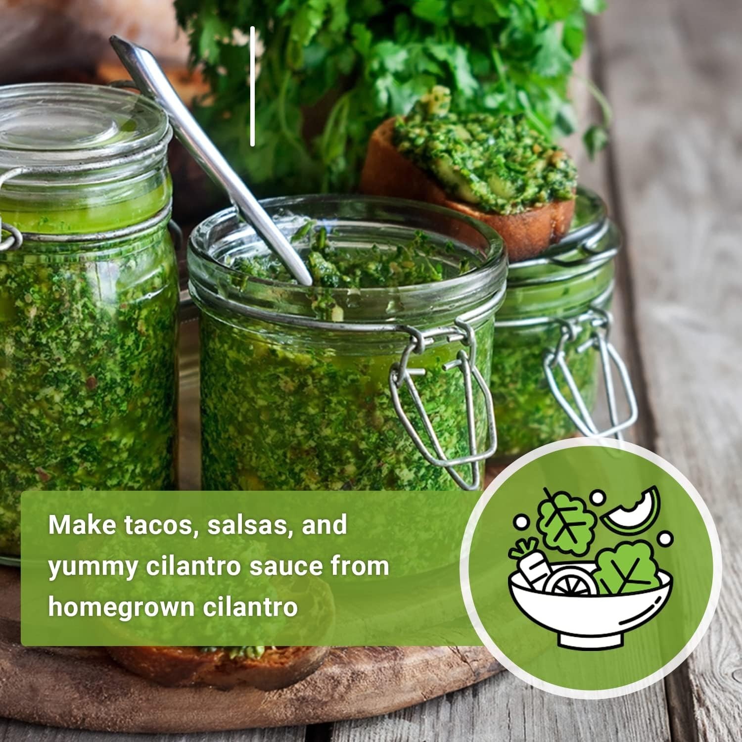 Quick-Cultivate Heirloom Cilantro Seeds – Non-GMO Pack for Zesty Culinary Value