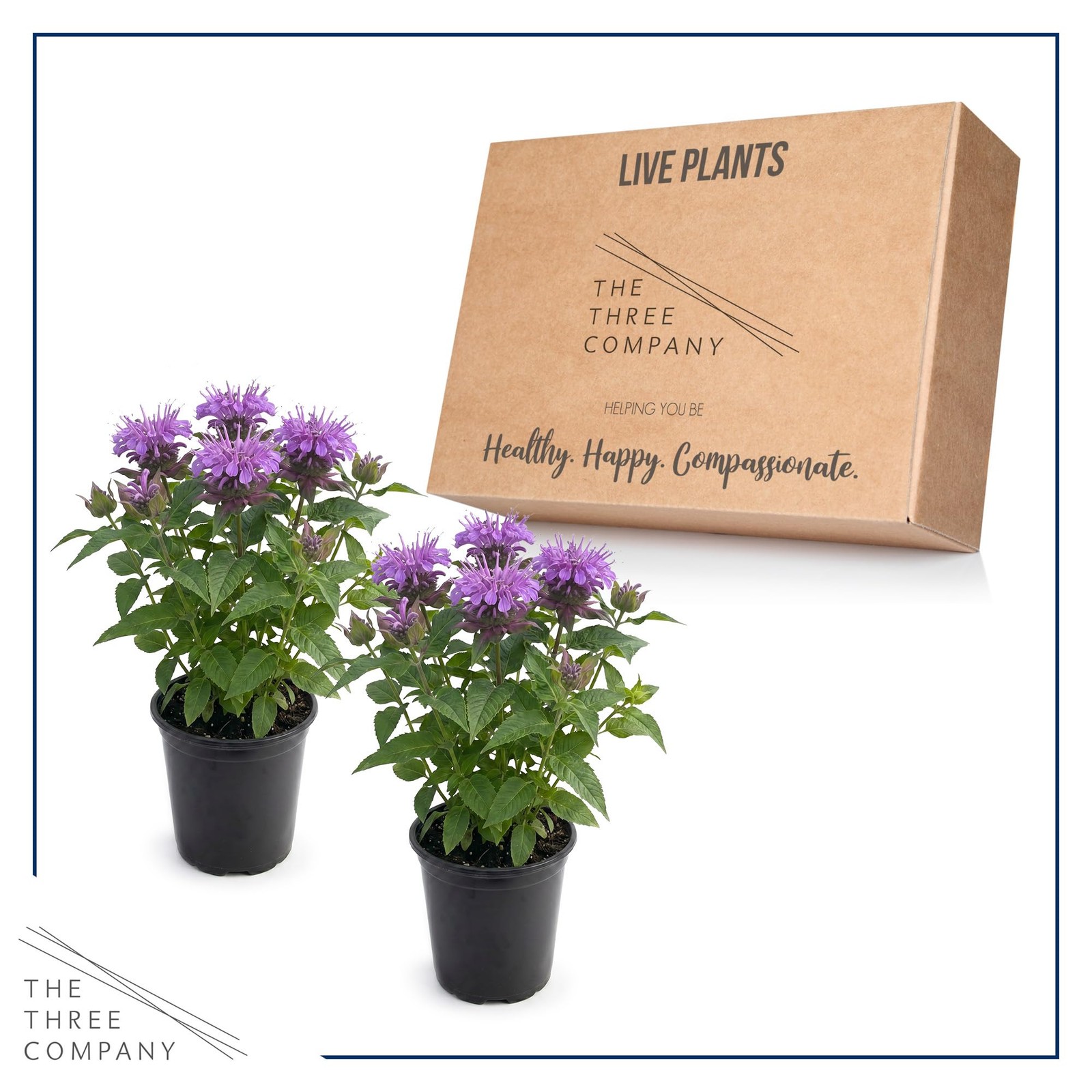 Live Flowering Bee Balm – Balmy Purple (2 Plants Per Pack), Pollinator – Attr…