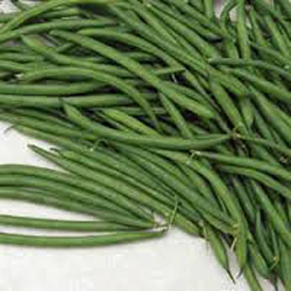 BEAN, BURPEE STRINGLESS GREEN BEAN, HEIRLOOM, 100+ SEEDS, DELICIOUS BEAN
