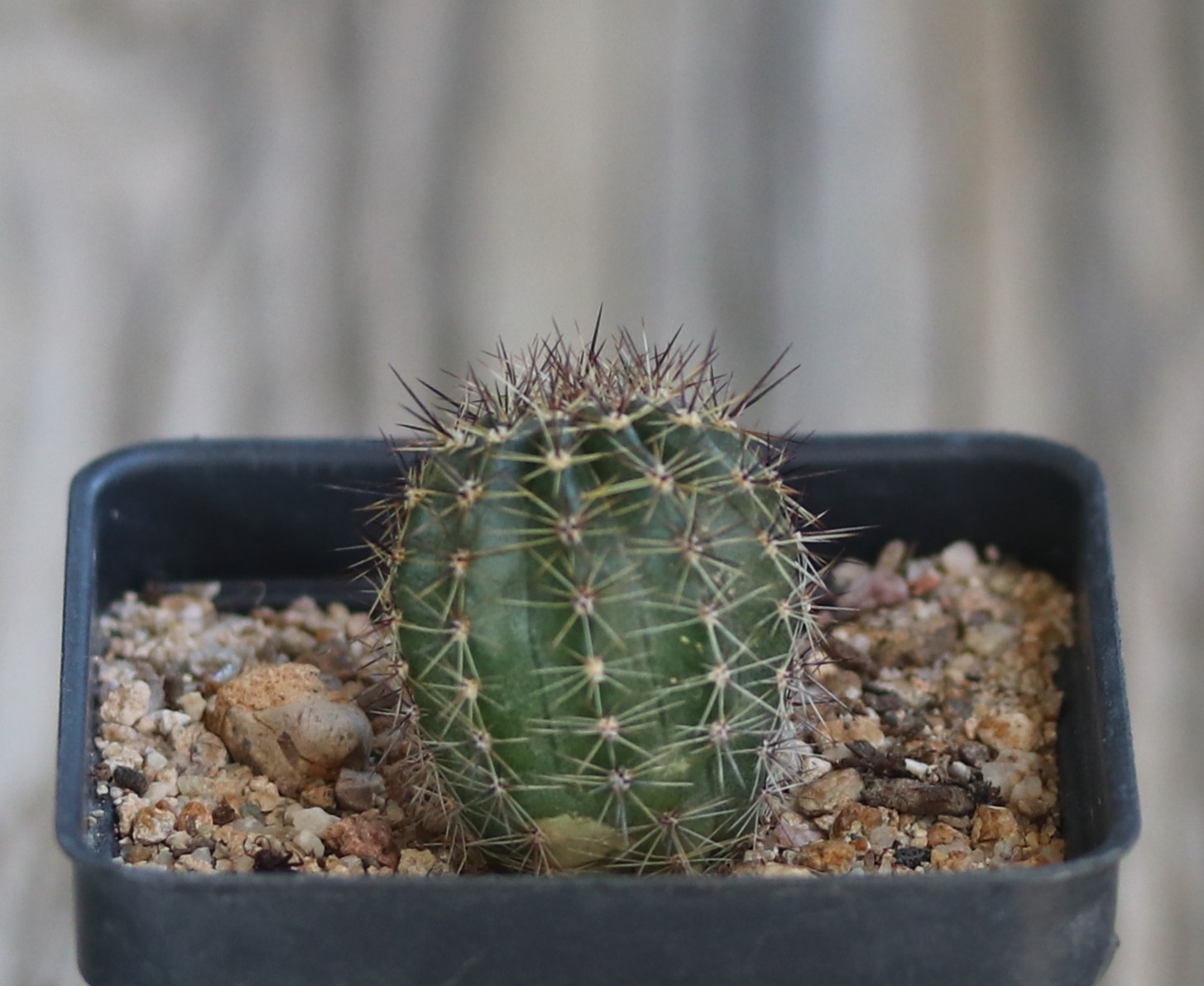 Echinopsis hybrid ‘Bright Eye’