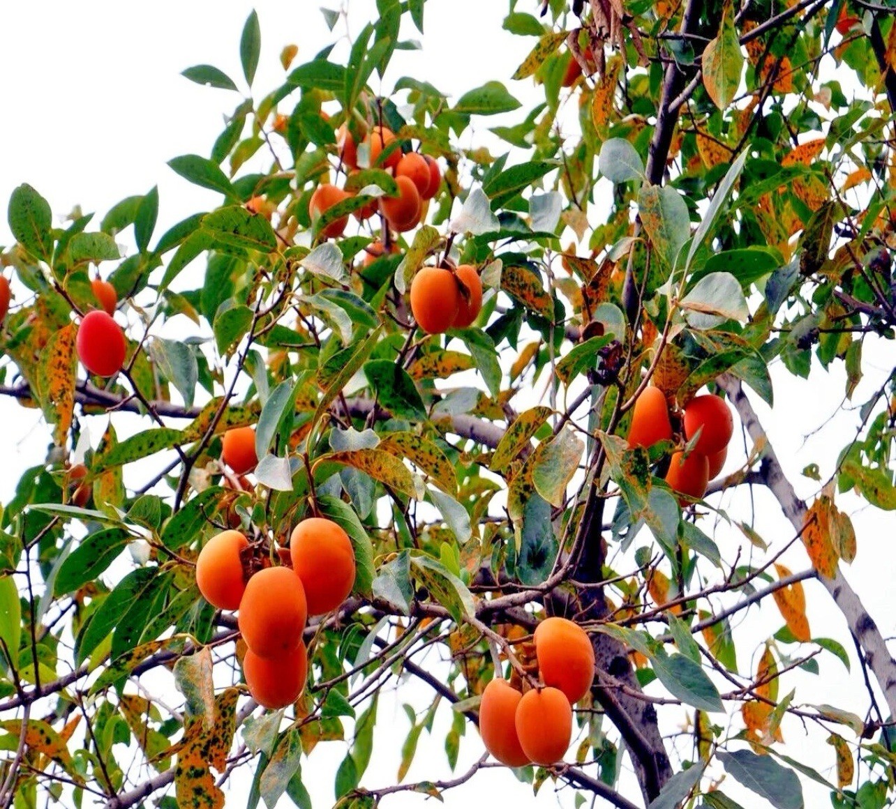 10 JAPANESE PERSIMMON TREE SEEDS (Diospyros Kaki) Asia Hardy Garden Fruit Plant