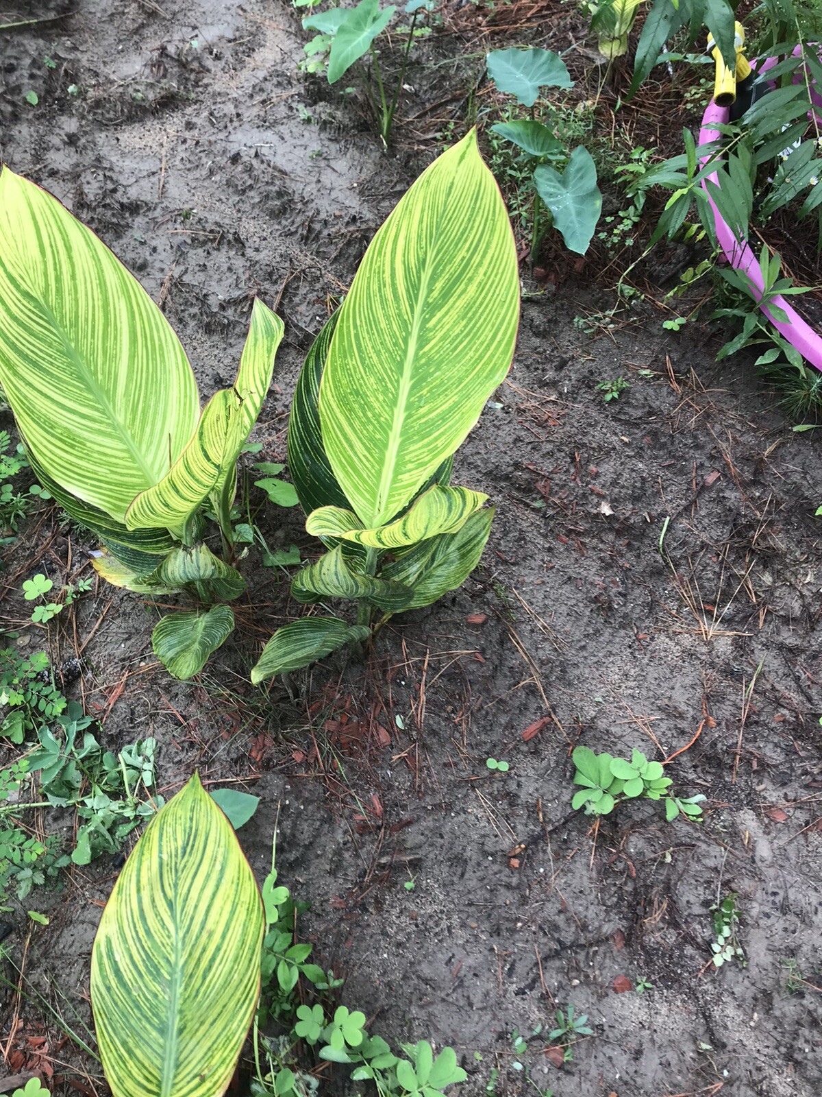 10 Bulb MixCanna Delight Mix Various Cannas Including Cleopatra And Tiger Bengal