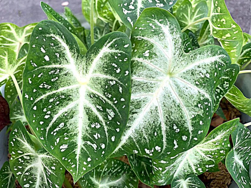 Caladium ‘Stardust’ – Size #2 Bulbs (8 Bulbs, 1 to 1.5 inches)