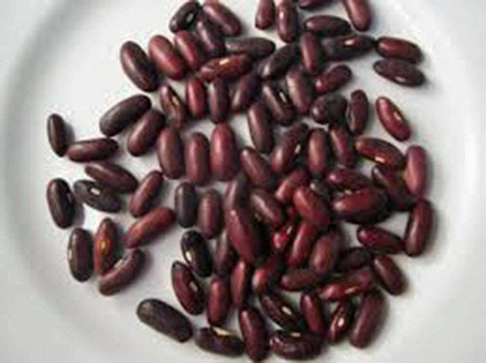 Bean Provider Bush Bean Seeds. “COOL BEANS n SPROUTS” Brand, A Garden Favorite,