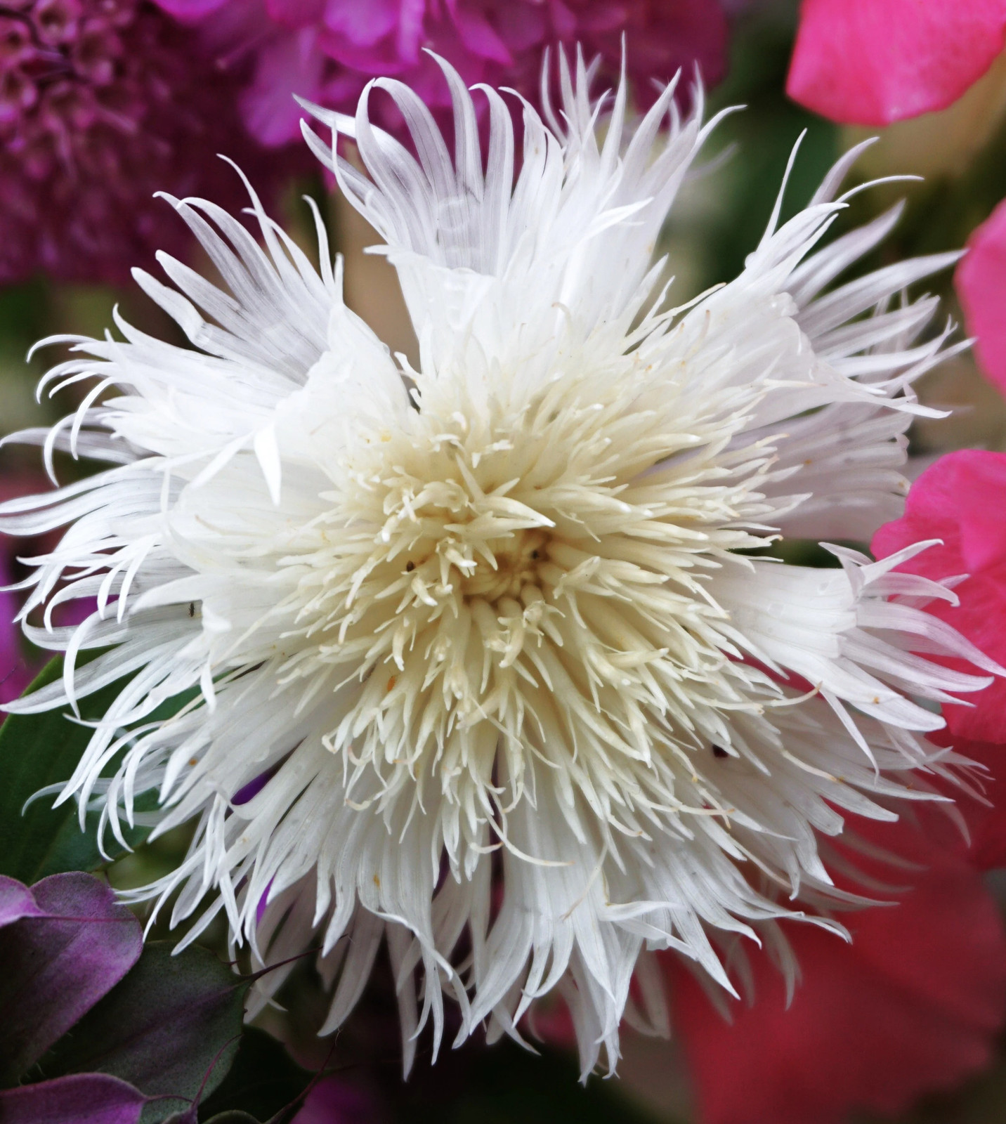 The Bride White Sweet Sultan Seeds – For 2025 Planting Centaurea Amberboa Fluffy