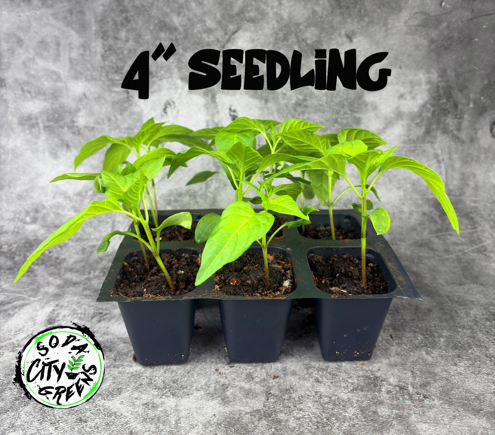 Peter (P***S) Red Pepper Seeds