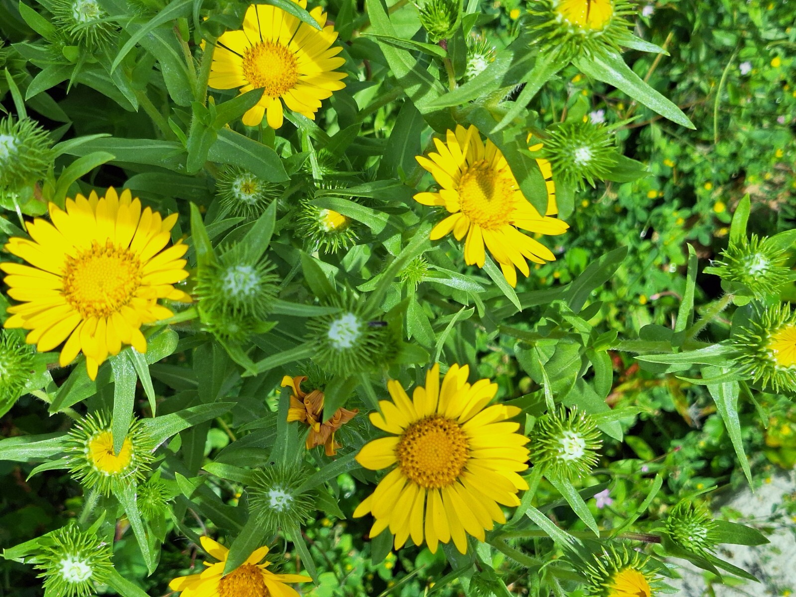 Puget sound gumweed, 200 seeds, Grindelia, medicinal herb, wildflower