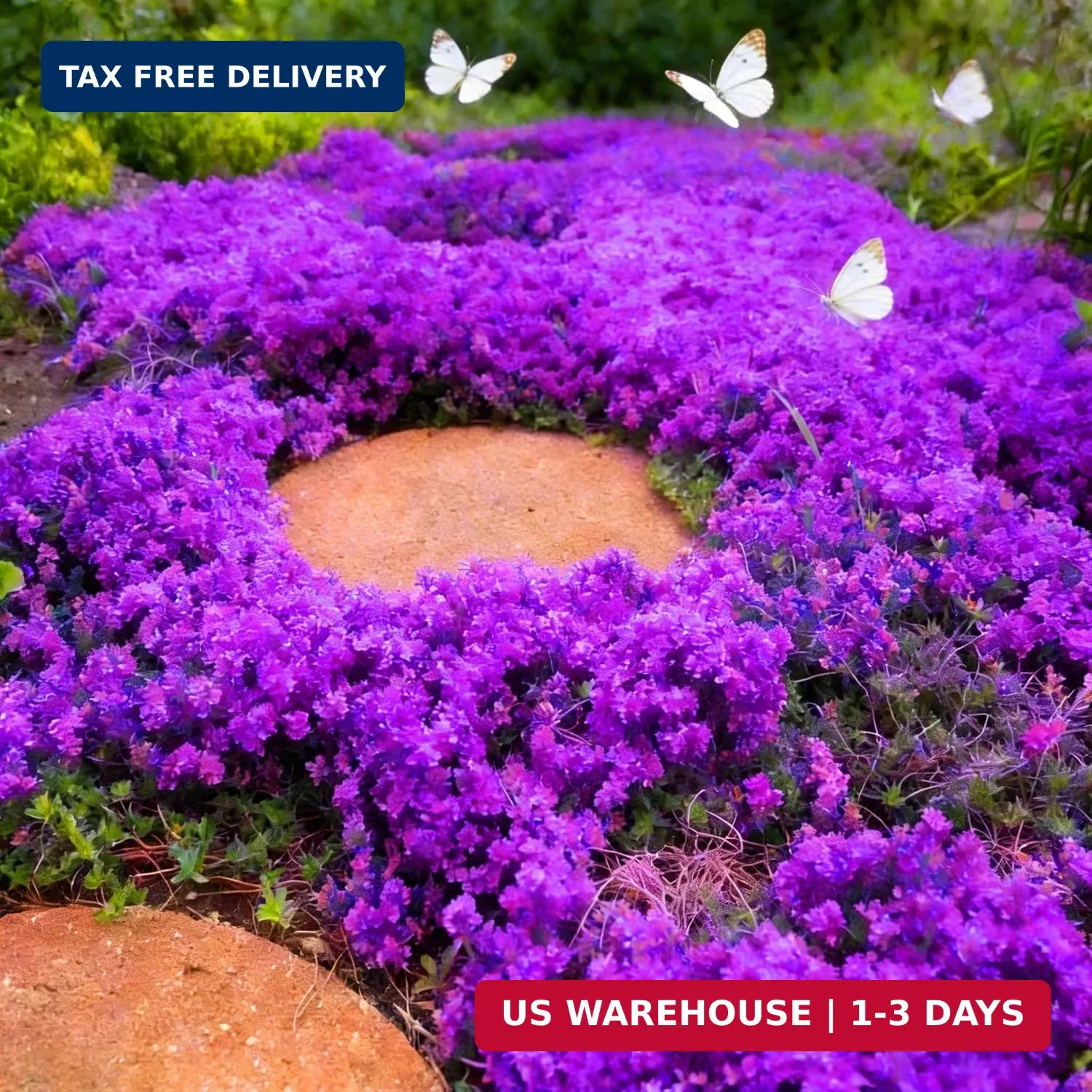 Purple Creeping Thyme Ground Cover Flower Seeds for Planting, 20008pcs Perennial