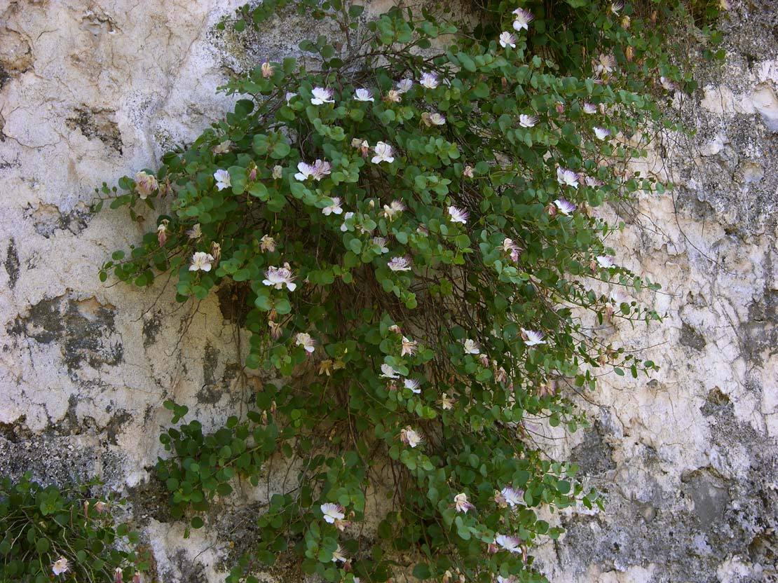 Caper Bush, Capparis spinosa, Seeds (Edible, Showy, Fragrant)
