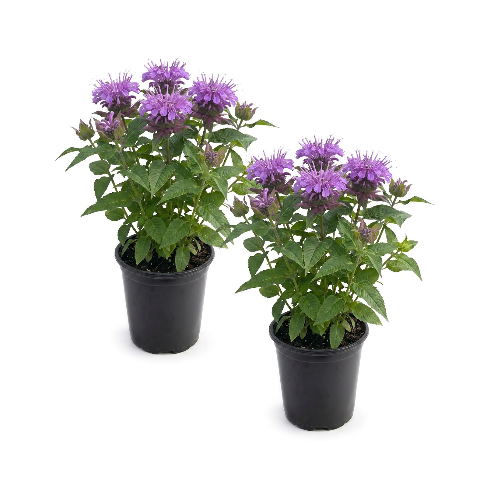 Live Flowering Bee Balm – Balmy Purple (2 Plants Per Pack), Pollinator – Attr…