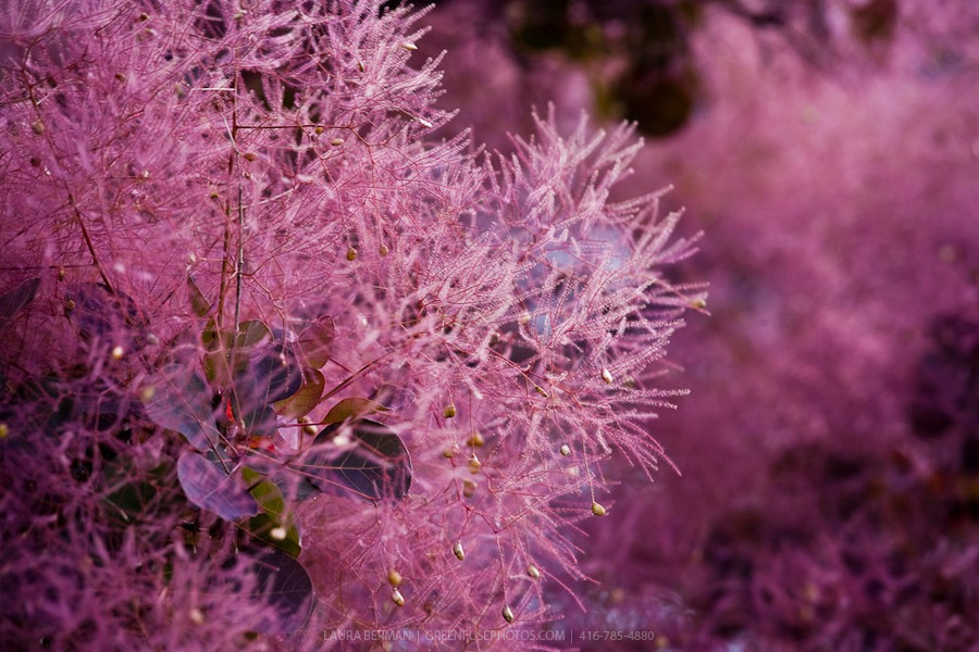 Purple Smoketree, Cotinus coggygria atropurpurea, Seeds