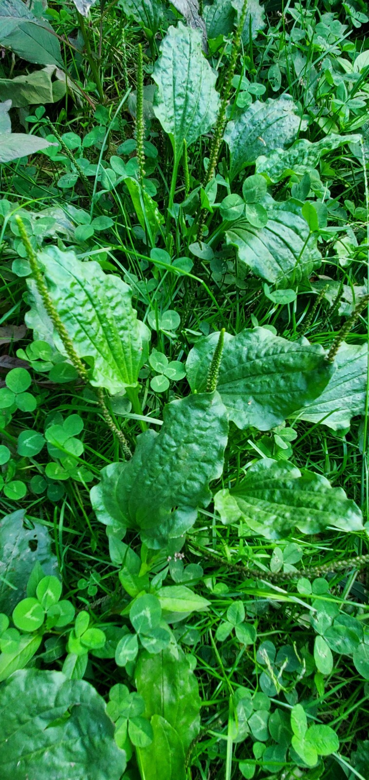 1/4 Tsp Plantago Major Wide Leaf Plantain Common Plantain, Sustainable, Survive
