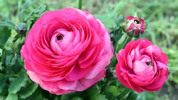 Ranunculus Purple Pink Mix Flower Bulbs 20 Corms Peony Rose Bulb Wedding Flowers