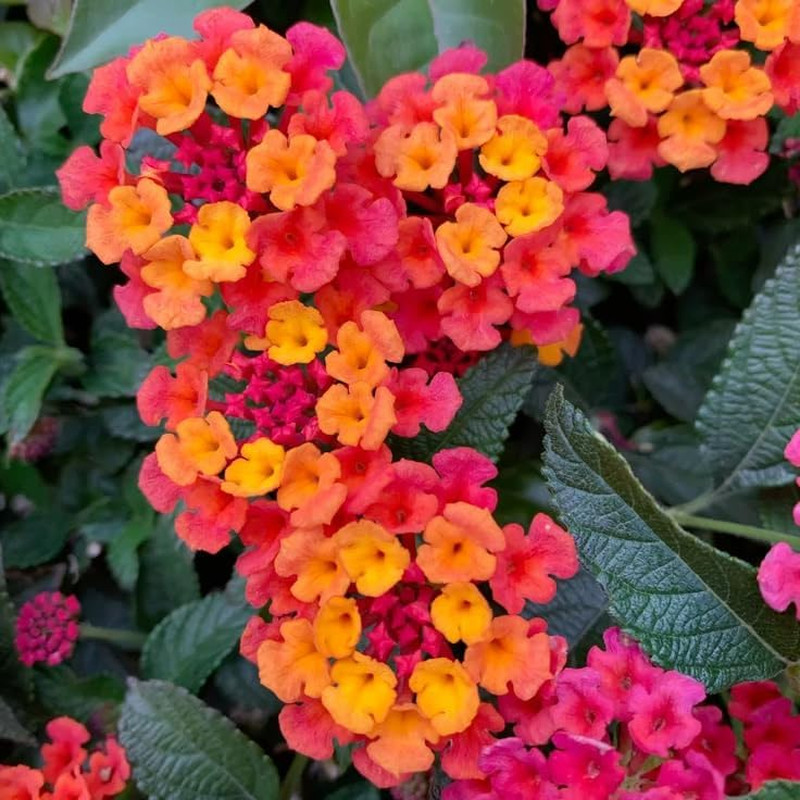 300+Perennial Mix Lantana Camara Flowers Seeds for Planting Outdoors Home Garden