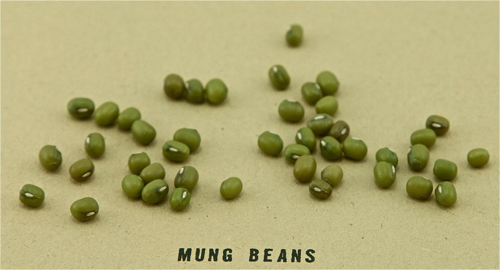 bean, MUNG BEANS, Organic 60 SEEDS! Sprouts USA GroCo# – BUY ANY 10 – SHIPS FREE