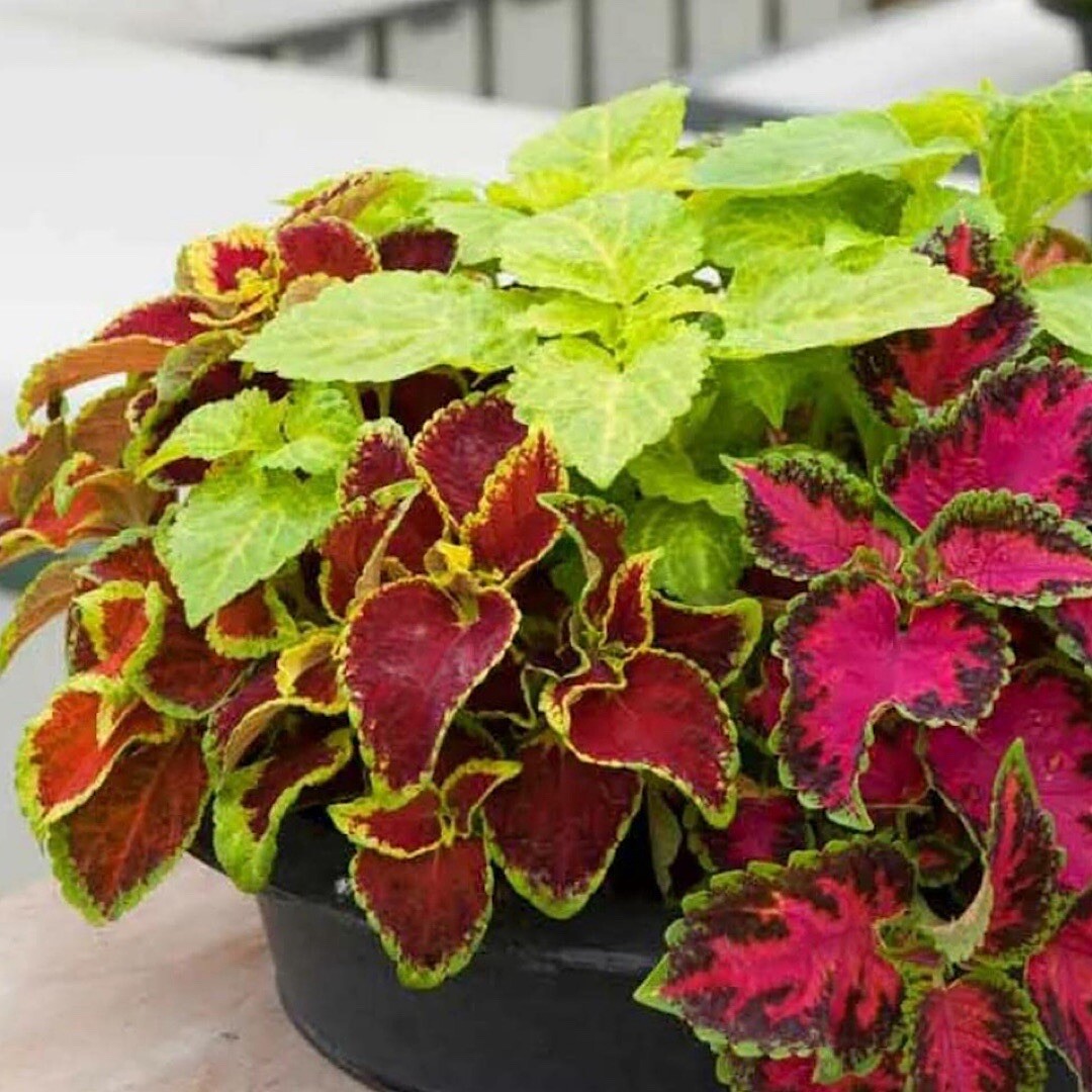 COLEUS Rainbow Mix | 500 Seeds | Shade Garden Container Houseplant Groundcovr US