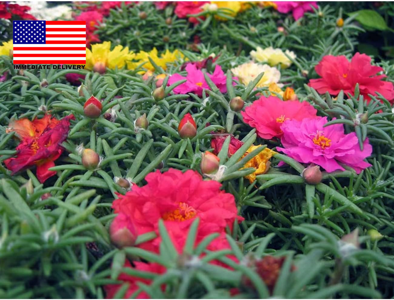 10000+ Portulaca Grandiflora Moss Rose Seeds Mixed Color Spreading for Planting