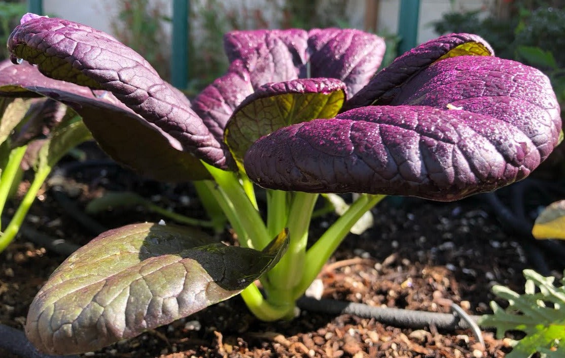 Purple Lady Bok Choy Seeds | USA Pak Choi Pok Chinese Asian Vegetable Seed 2024