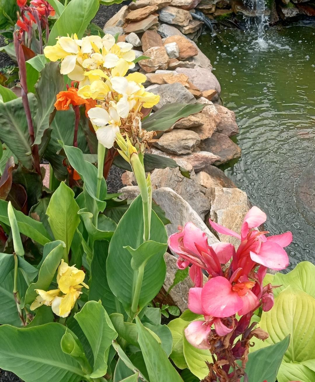 CANNA LILY SEEDS. 100 COUNT.  VARIOUS COLORS. GREAT AROUND WATER GARDENS.