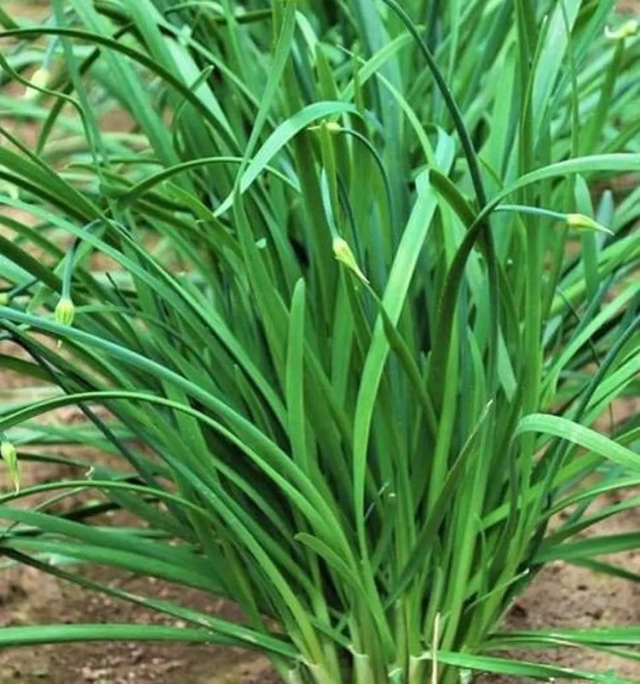 25 Organics Garlic Chive Live Plants Bare Roots Hardy Perennial Herb Jiu Cai USA