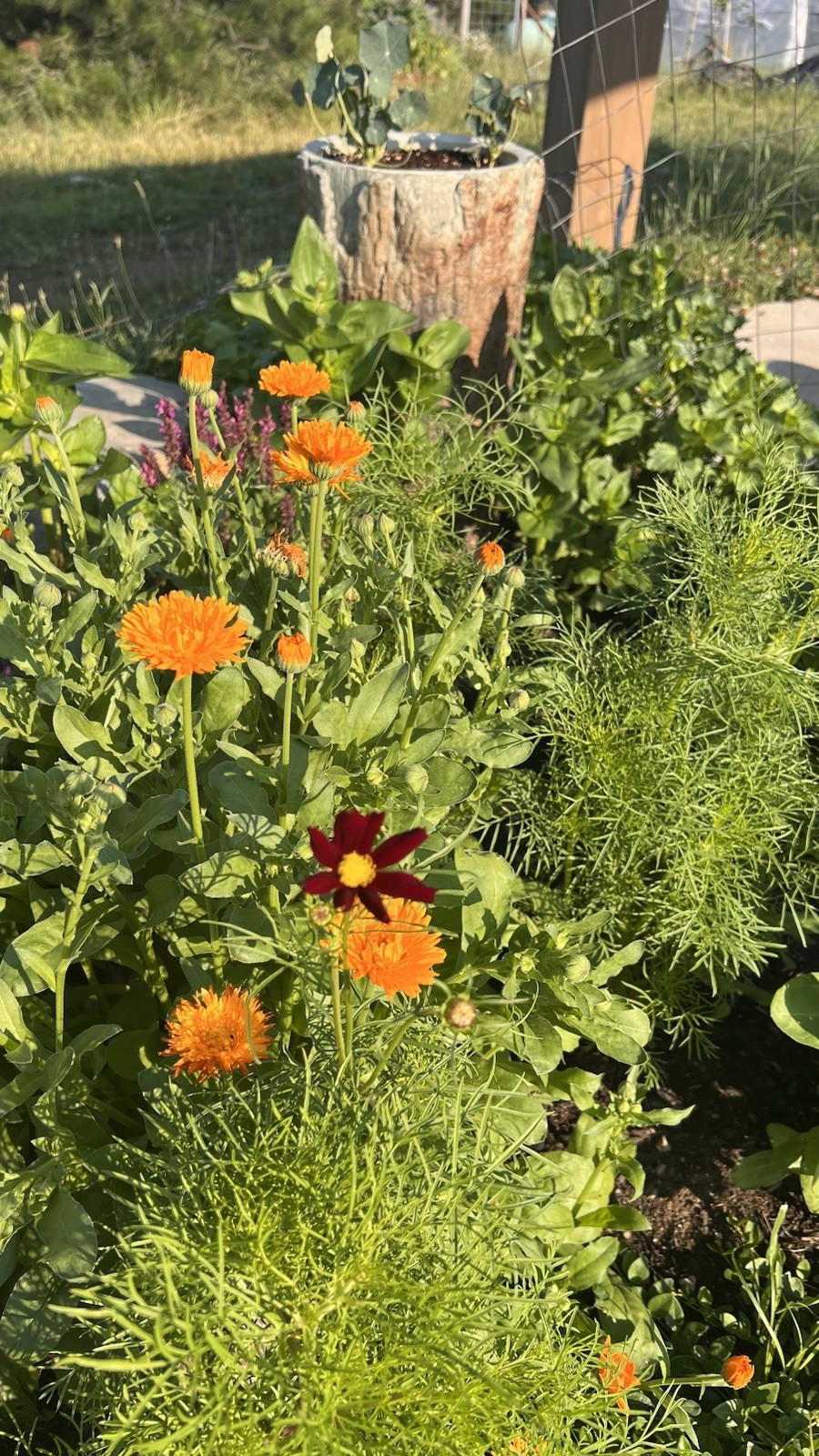 Medicinal Calendula (Calendula officinalis) 2 Gr. organic, DEER RESISTANT!