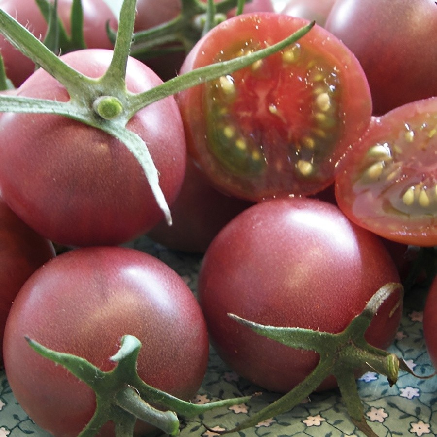 100 Heirloom Chocolate Cherry Tomato Seeds Rare Sweet Rich & Juicy Indeterminate