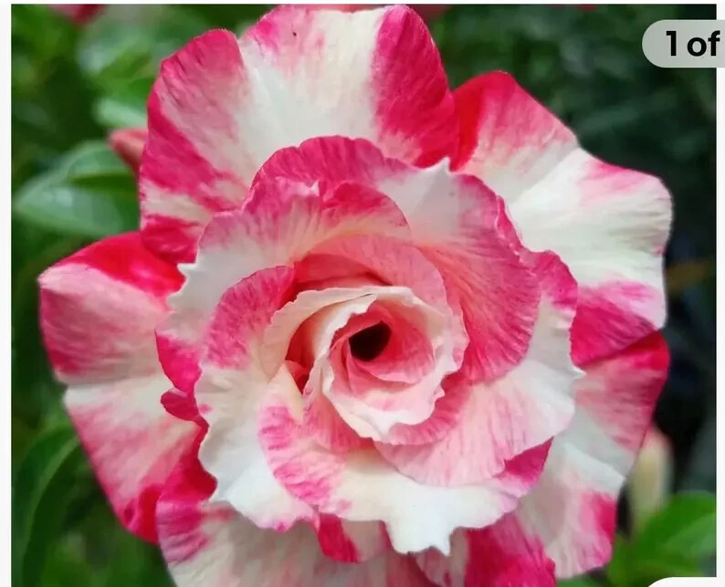10 Peppermint Candy Desert Rose Seeds Adenium Obesum Flower Perennial Seed