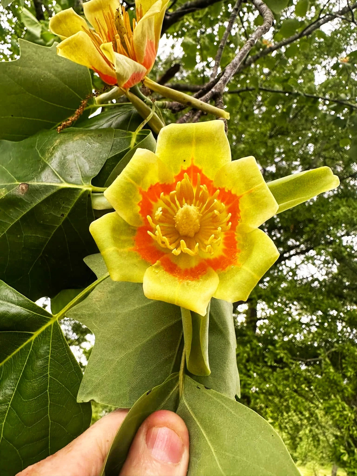 Tulip Poplar Tree Seeds – For 2026 Planting Tallest Fast Growing Flowering
