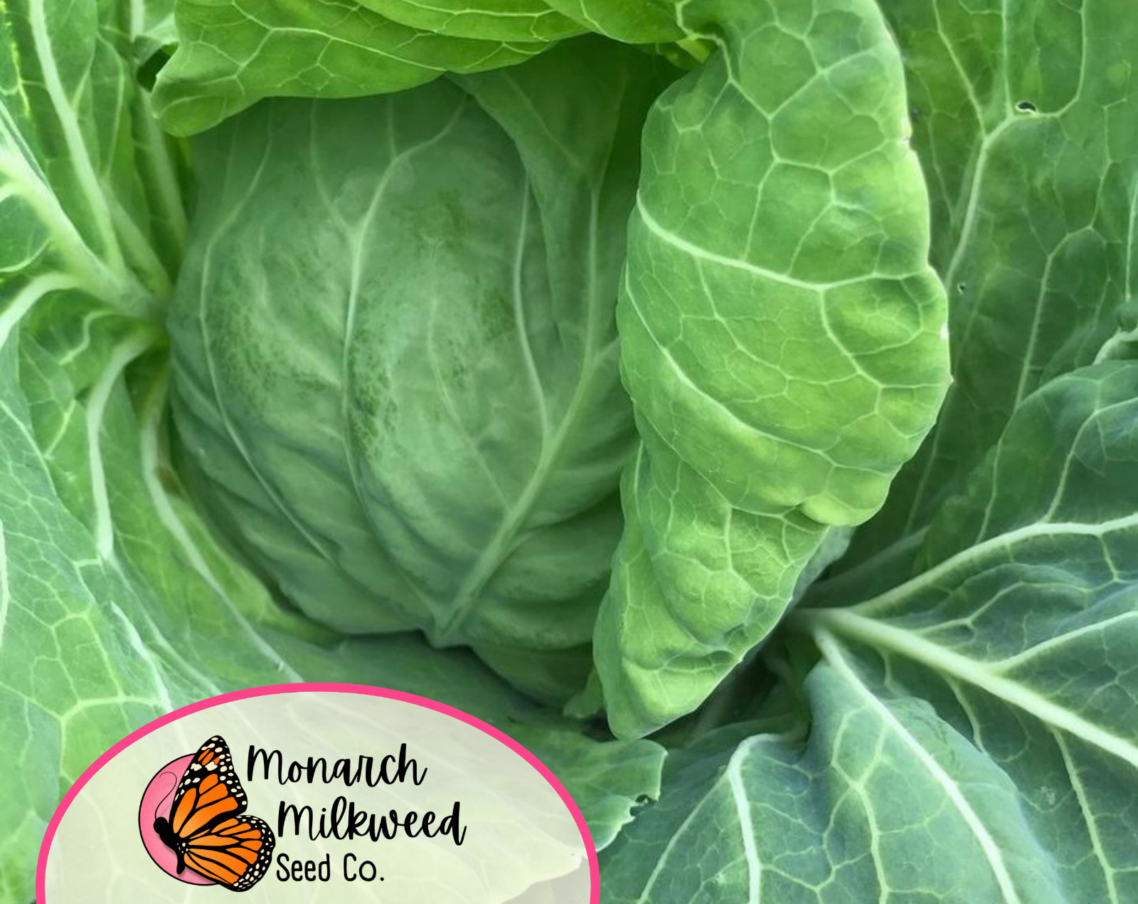 2000+ Cabbage Seeds ‘Golden Acre’ | Heirloom, Non-GMO, Vegetable Garden Seeds