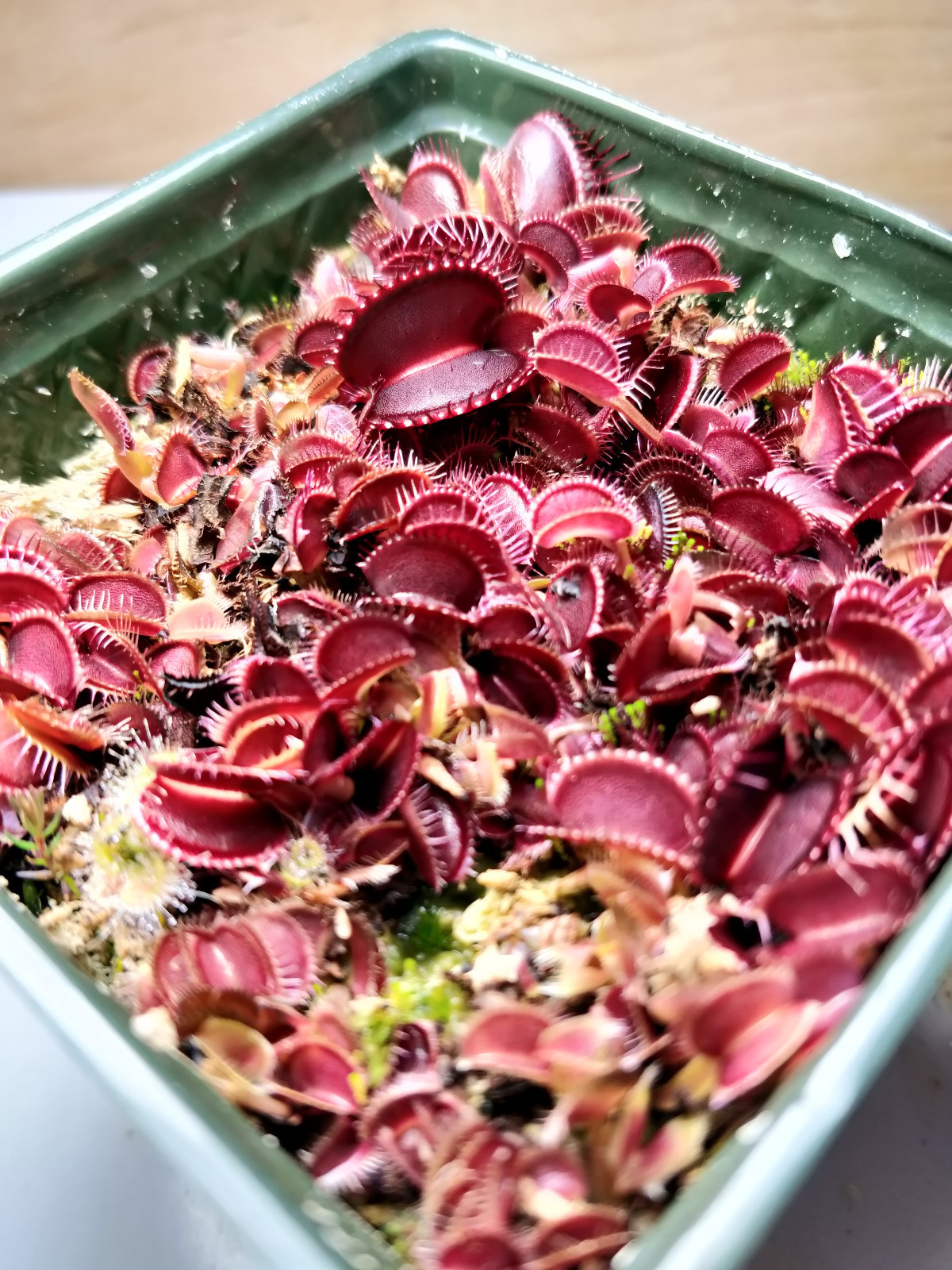20 freshly harvested(2023 July)assorted named cultivar cross Venus Flytrap seeds