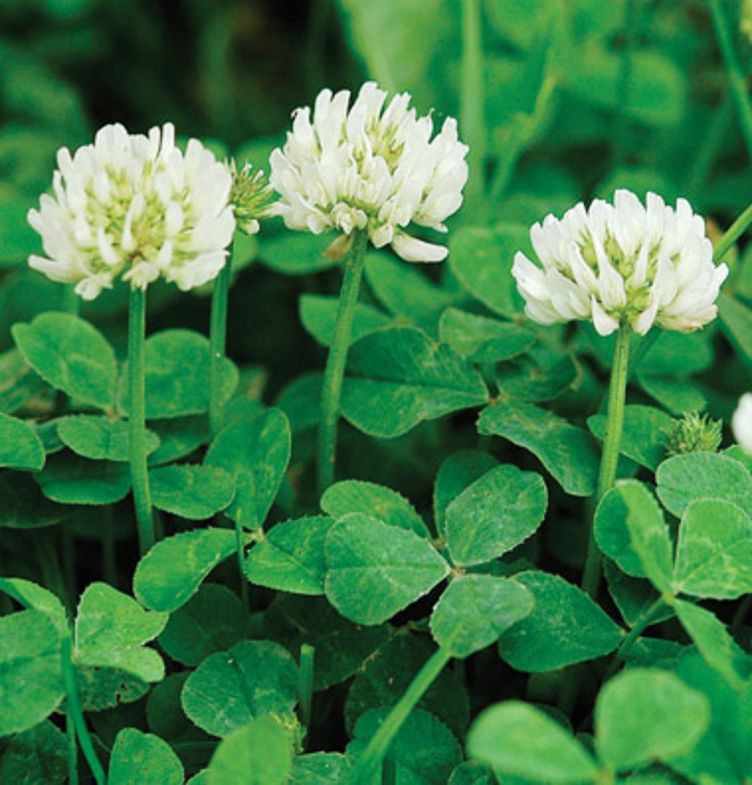 20 Lbs WHITE DUTCH CLOVER SEED For Lawns & Ground Cover 800,000 Seed Per Lb