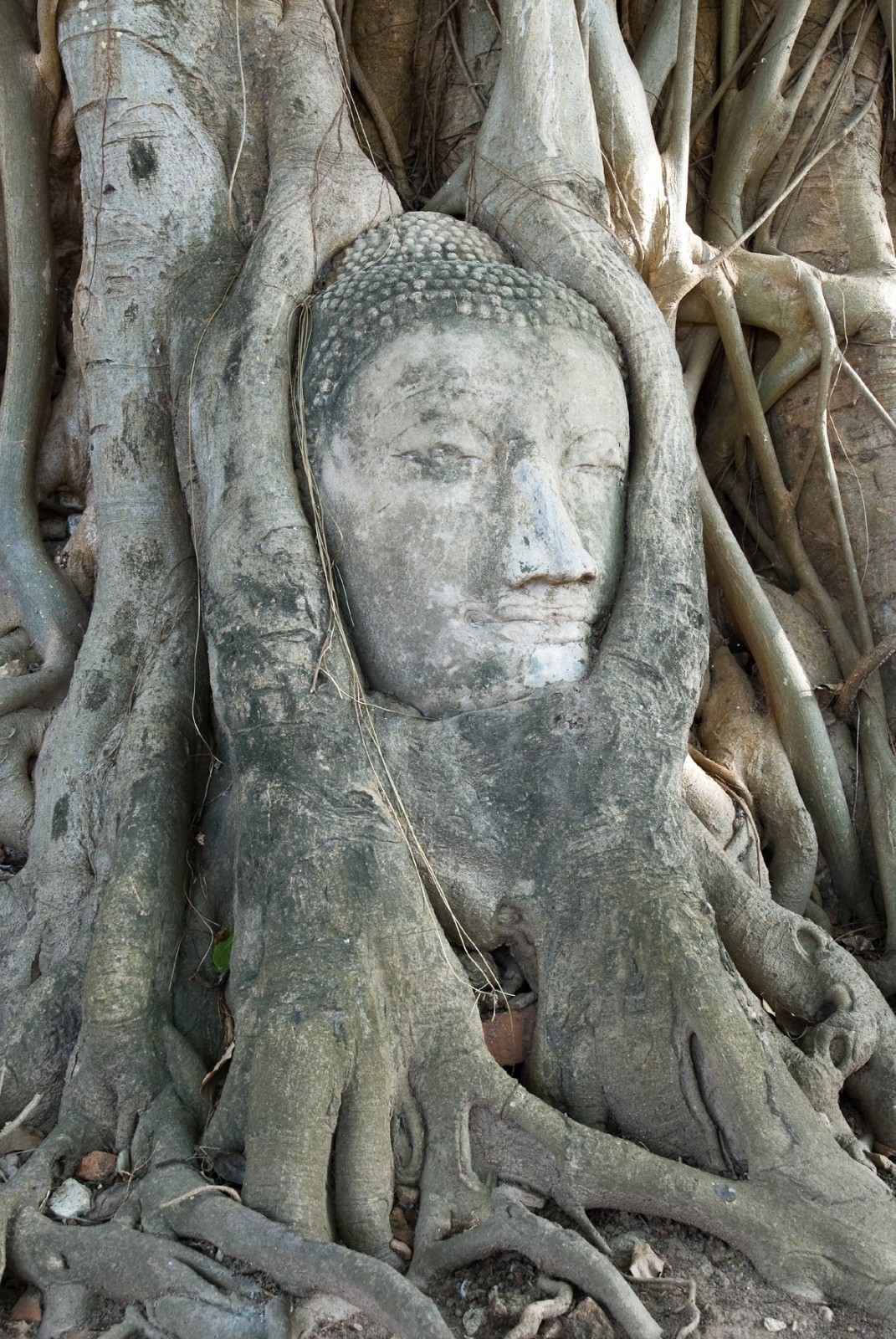 250+ Sacred Fig Tree Seeds – Peepul Tree (Ficus religiosa) – Bonsai & Ornamental