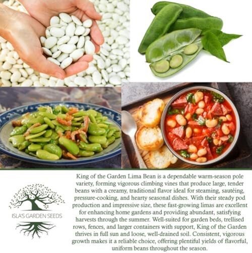 King of The Garden Lima Bean Seeds (Pole Lima, Phaseolus lunatus) – 25+ Non