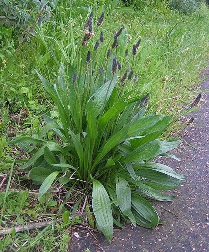 Narrowleaf Plantain Seeds for Planting (50 Seeds) – Ribwort Plantain Plantago la