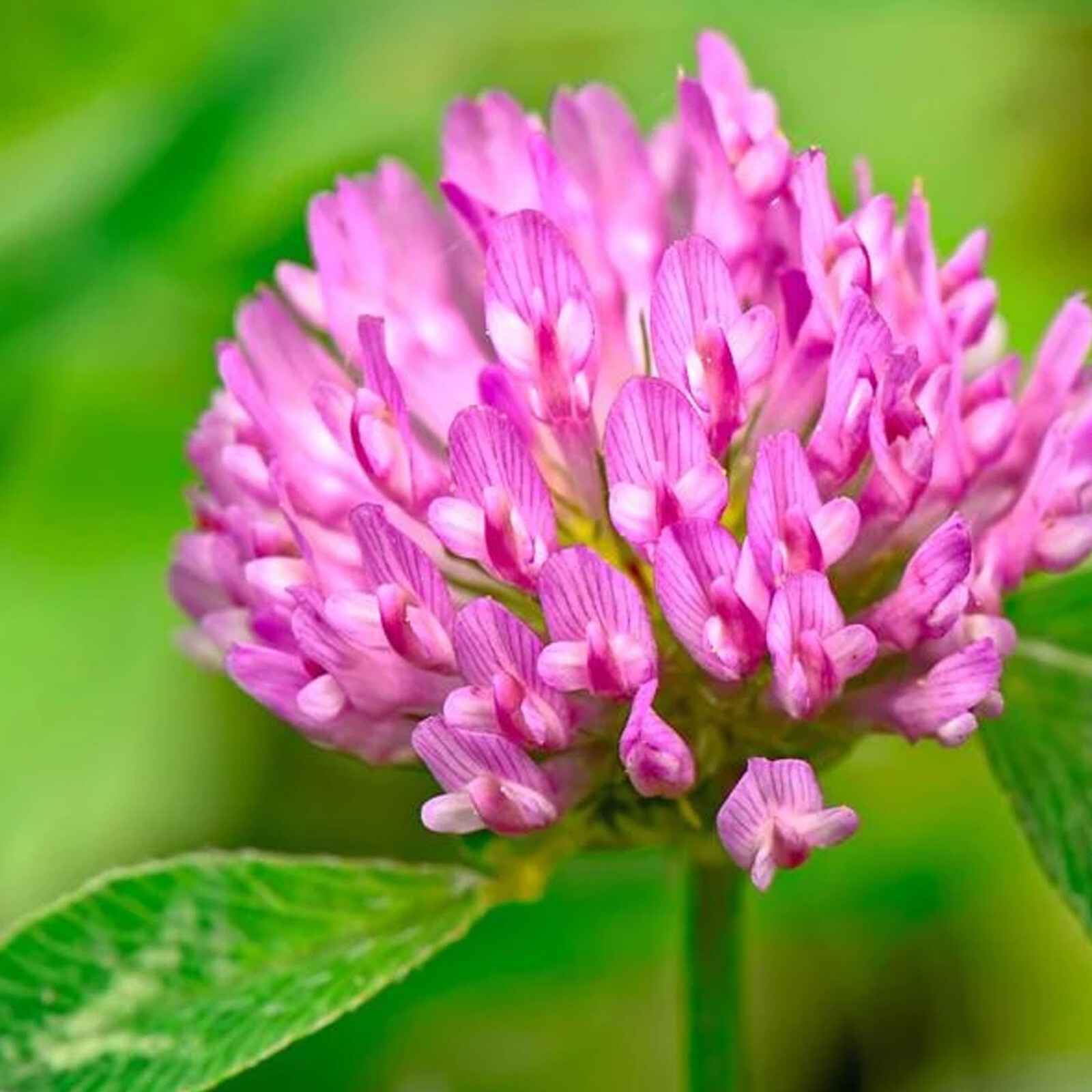 Medium Red Clover Cover Crop Seeds For Planting – NON-GMO – Heirloom- Inoculated