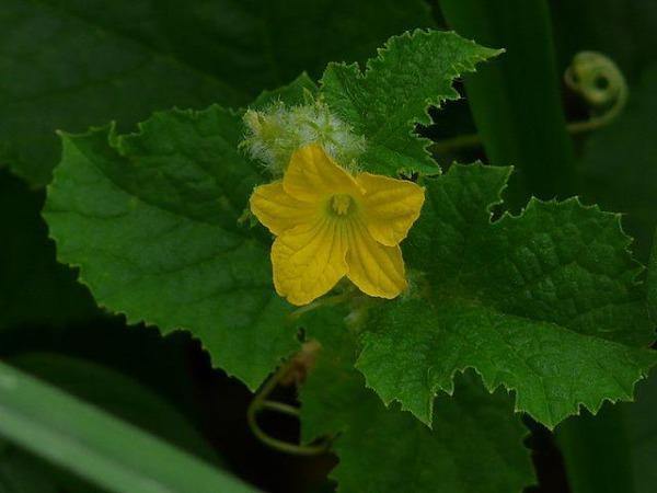 Lagenaria siceraria | Hard-shelled Gourd | Calabash | Tinda Gourd Apple | 5 See