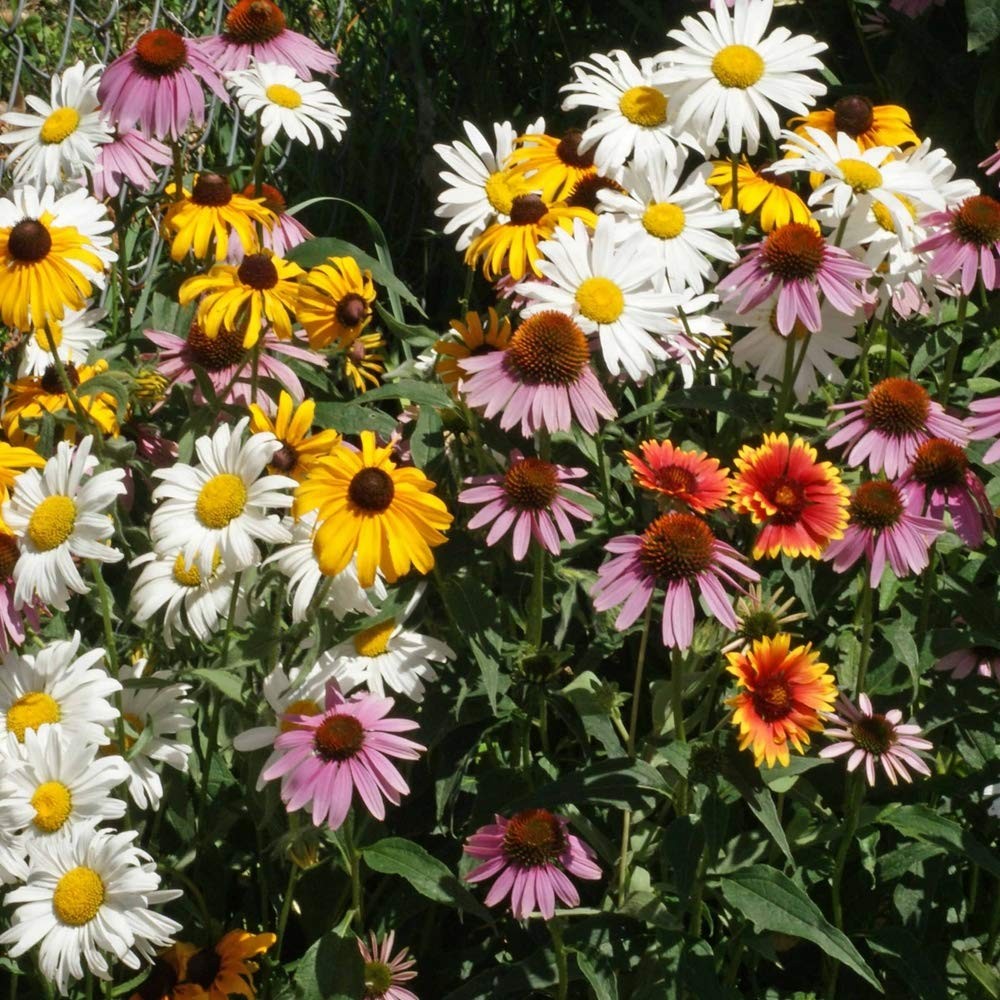 Perennial Wildflower Seed Mix – 1 lb, Easy to Grow, Attracts Pollinators