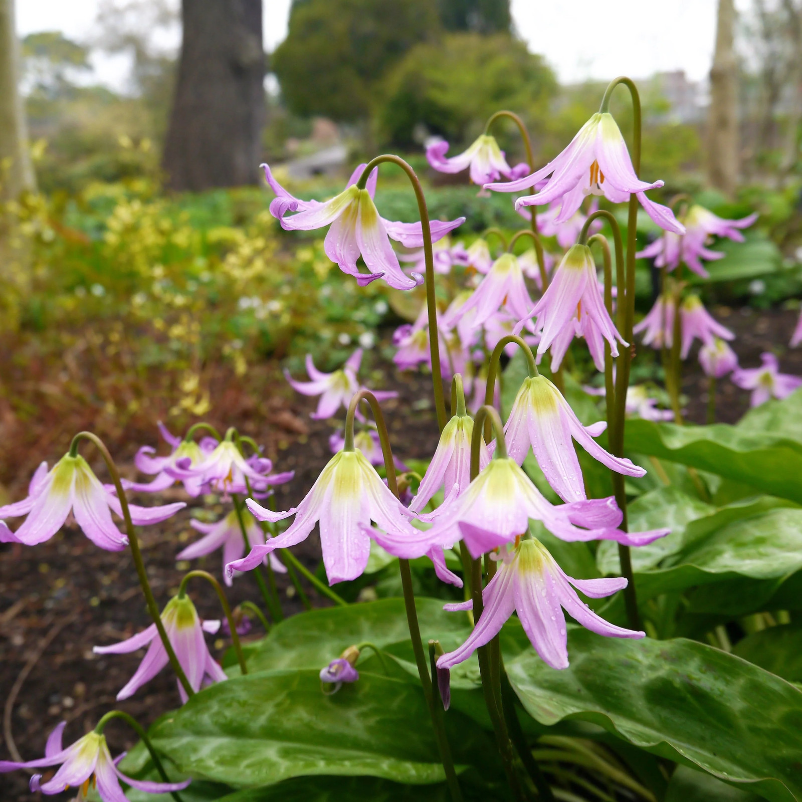 10 PINK FAWN LILY Trout Avalanche Dogs Violet Erythronium Revolutum Flower Seeds