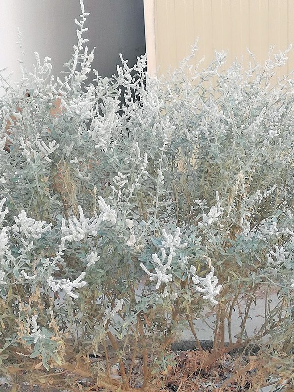Aerva javanica | Desert Cotton | 100 Seeds