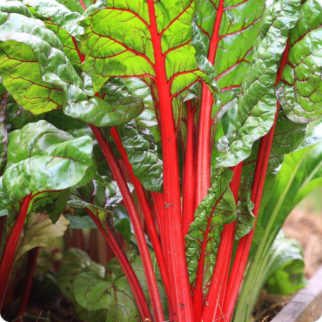 Ruby Red Swiss Chard (heat tolerant) Free Shipping!