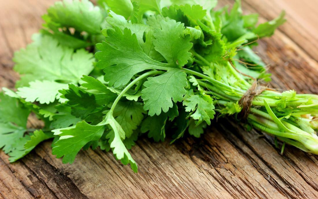CILANTRO CORIANDER 100 SEEDS COMMON TYPE NON-GMO FRESH FOR 2024 GARDENS