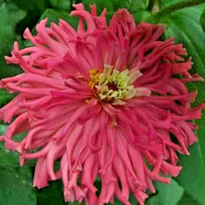 200+ ZINNIA SEEDS CACTUS FLOWER SPRING MIX HEAT DROUGHT TOLERANT BLOOMS BEES USA