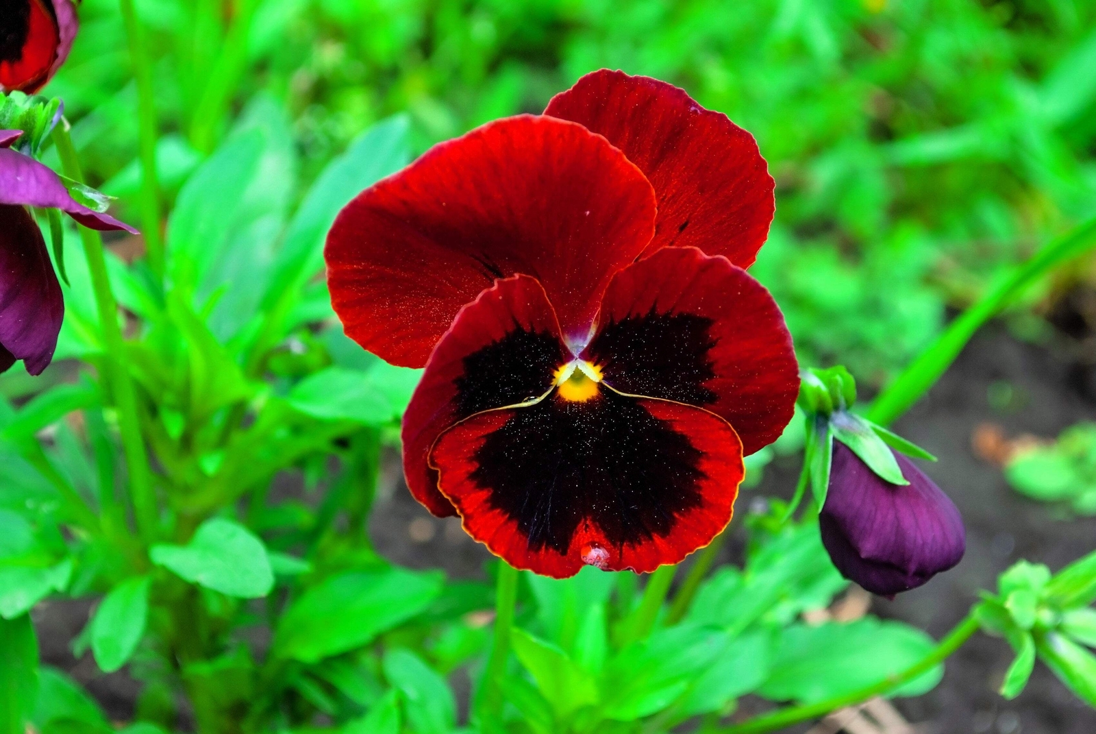50 RED & BROWN PANSY Swiss Giant Viola Wittrockiana Violet Flower Seeds *Flat SH