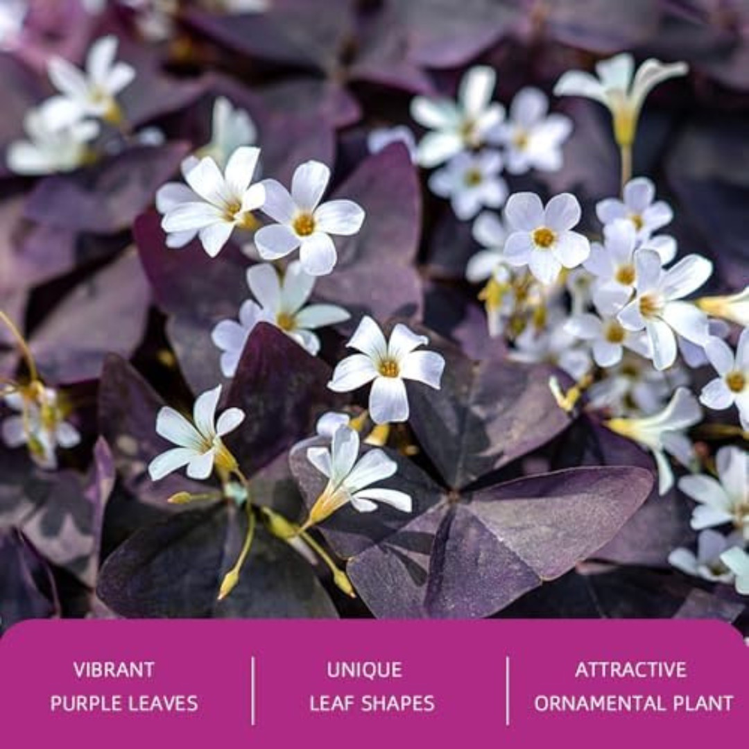 20PCS Purple Shamrocks Bulbs Good Luck Plant Oxalis Bulbs for Planting Oxalis