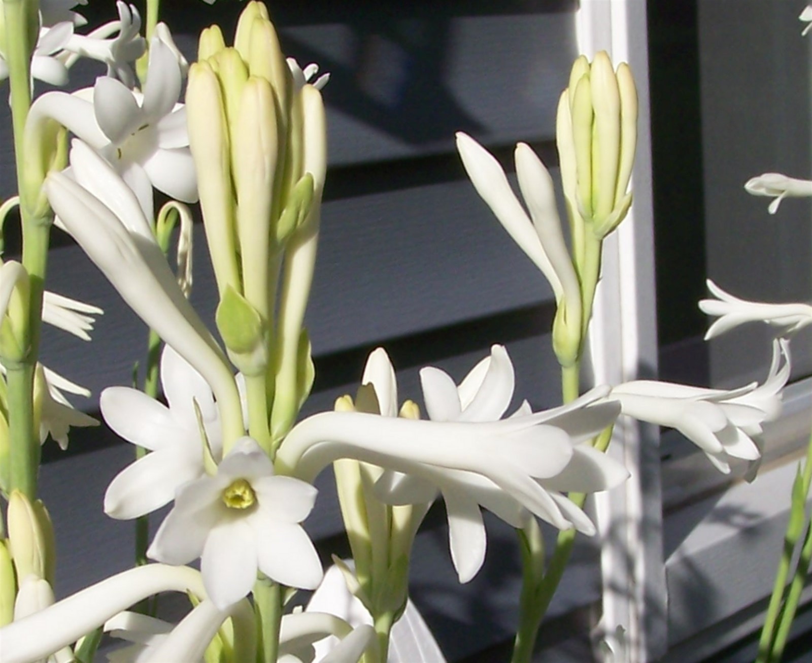 White Tuberose Bulbs single large clump Mexican Fragrant Polianthes Agave Amica