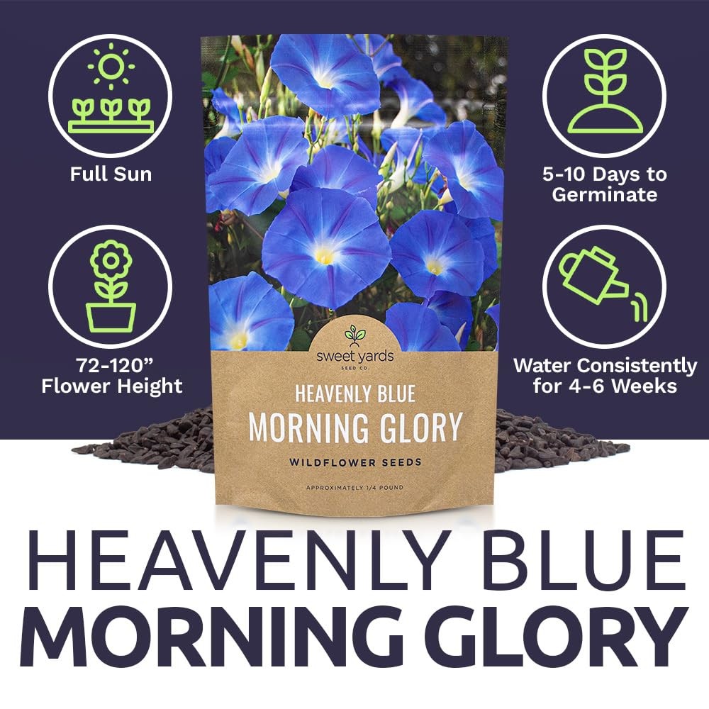 Morning Glory Seeds Heavenly Blue – Bulk 1/4 Pound Bag – Over 4,000 Fresh Flo…