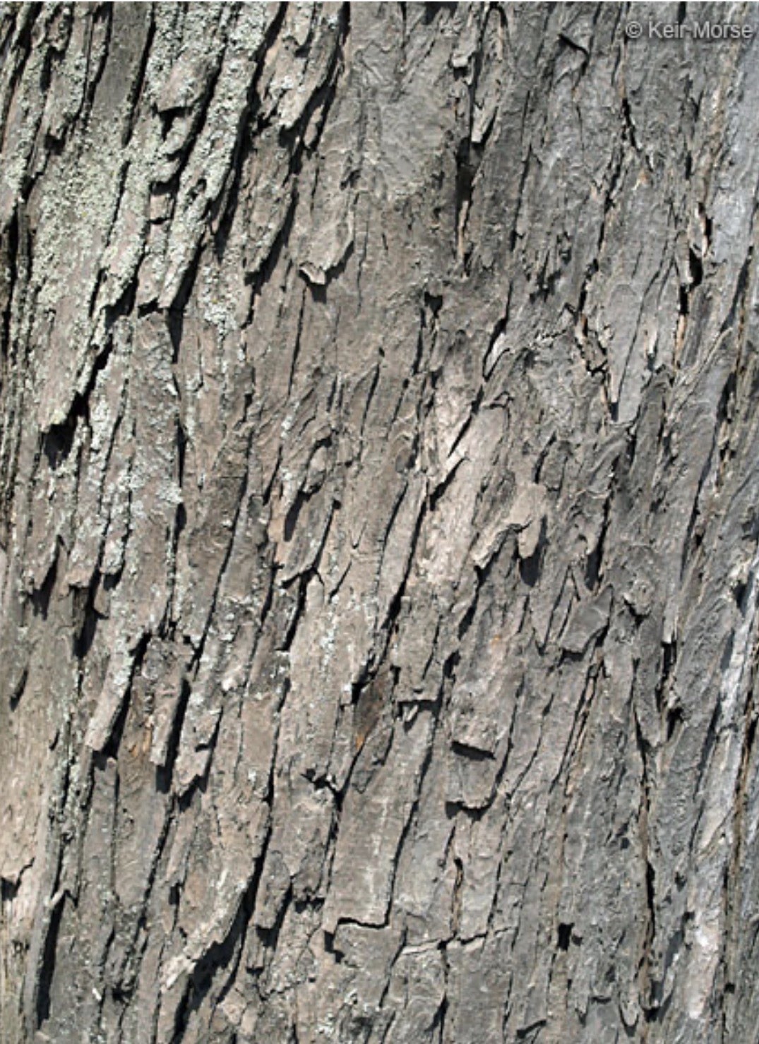 20-30” Tall Silver Maple Acer saccharinum (dasycarpum) 2 years old