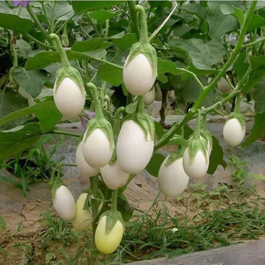 White Egg Eggplant Seeds, NON-GMO, Garden Egg, Heirloom, FREE SHIPPING